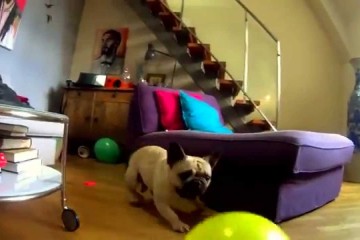 en hund etter ballonger