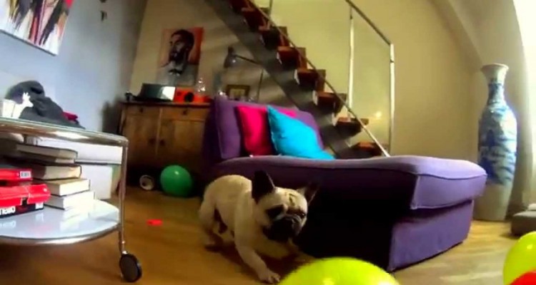 en hund etter ballonger