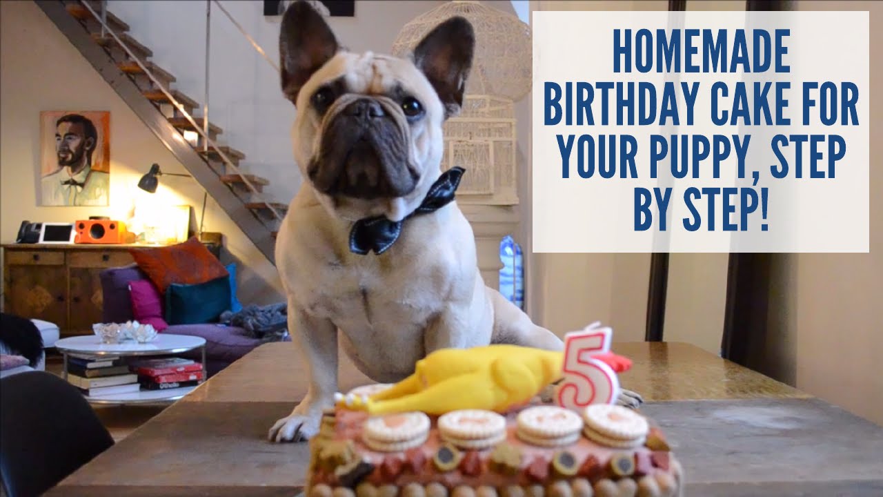 Slik lager du bursdagskake til hunden din