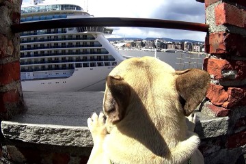 Visit Oslo with Einar The Frenchie!