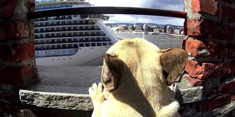 Visit Oslo with Einar The Frenchie!