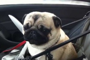 Dog loses it