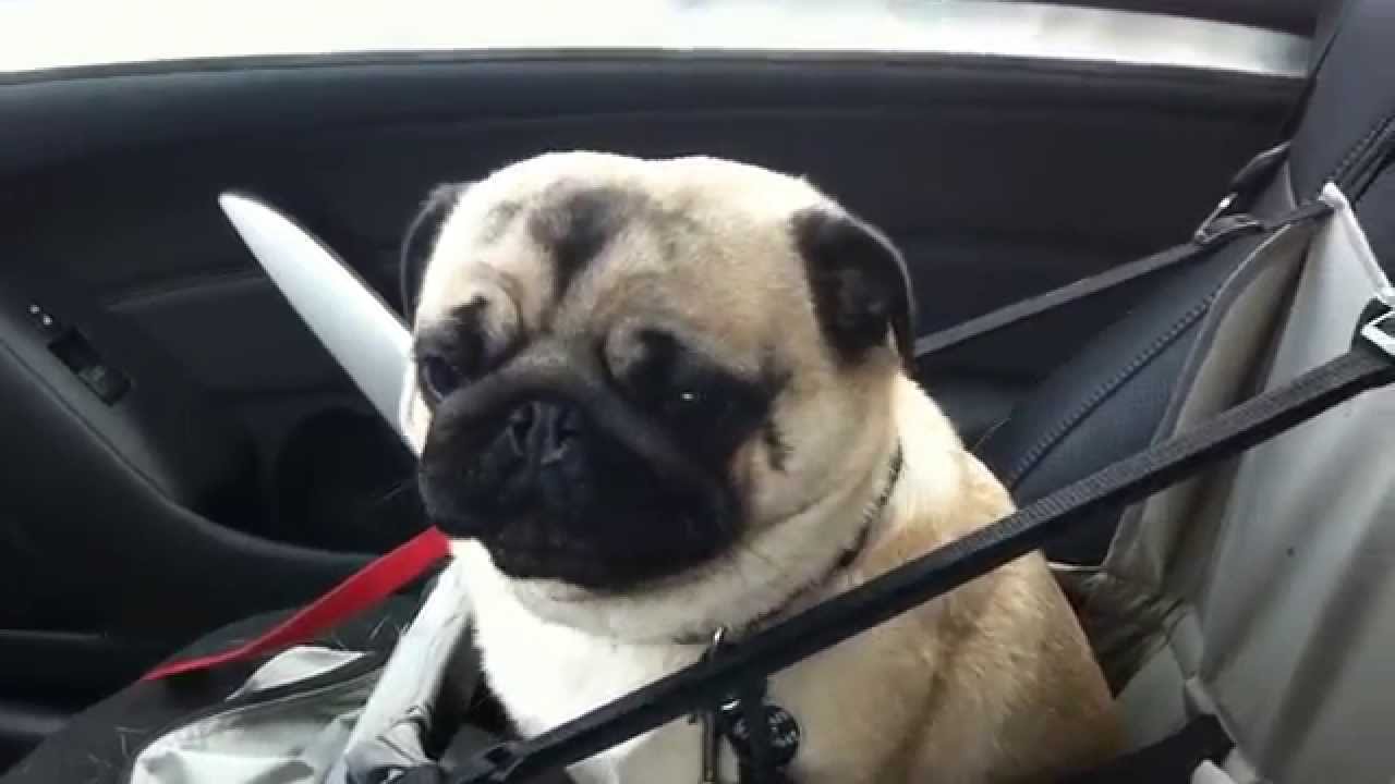 Dog loses it
