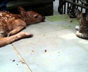 kattunge og babyhjort