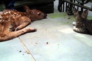 kattunge og babyhjort