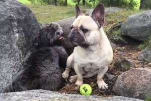 Funny dog acts just like a child