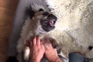 ticklish dog