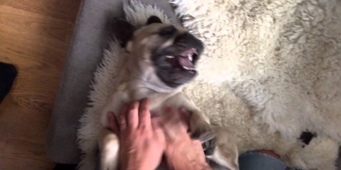 ticklish dog