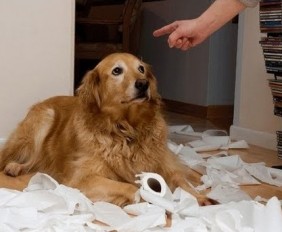 Hilarious guilty dogs trying to prove innocence
