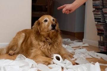 Hilarious guilty dogs trying to prove innocence
