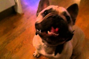 talking french bulldog