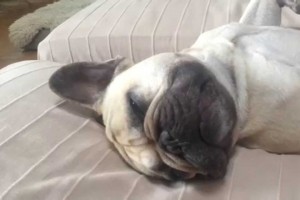 einar the frenchie inntar skjønnhetssøvnen