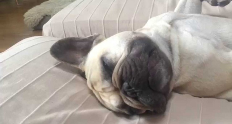 einar the frenchie inntar skjønnhetssøvnen