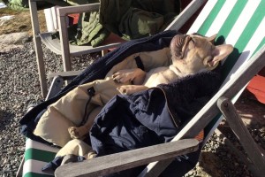 Denne hunden er en skikkelig livsnyter