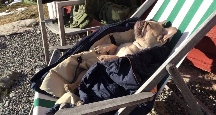 Denne hunden er en skikkelig livsnyter