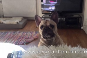Hunden Einar kjefter på eierne sine